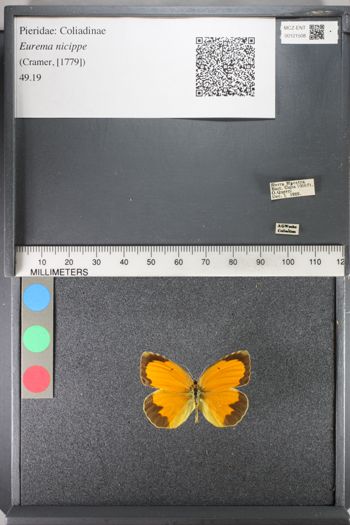 Media type: image;   Entomology 121508